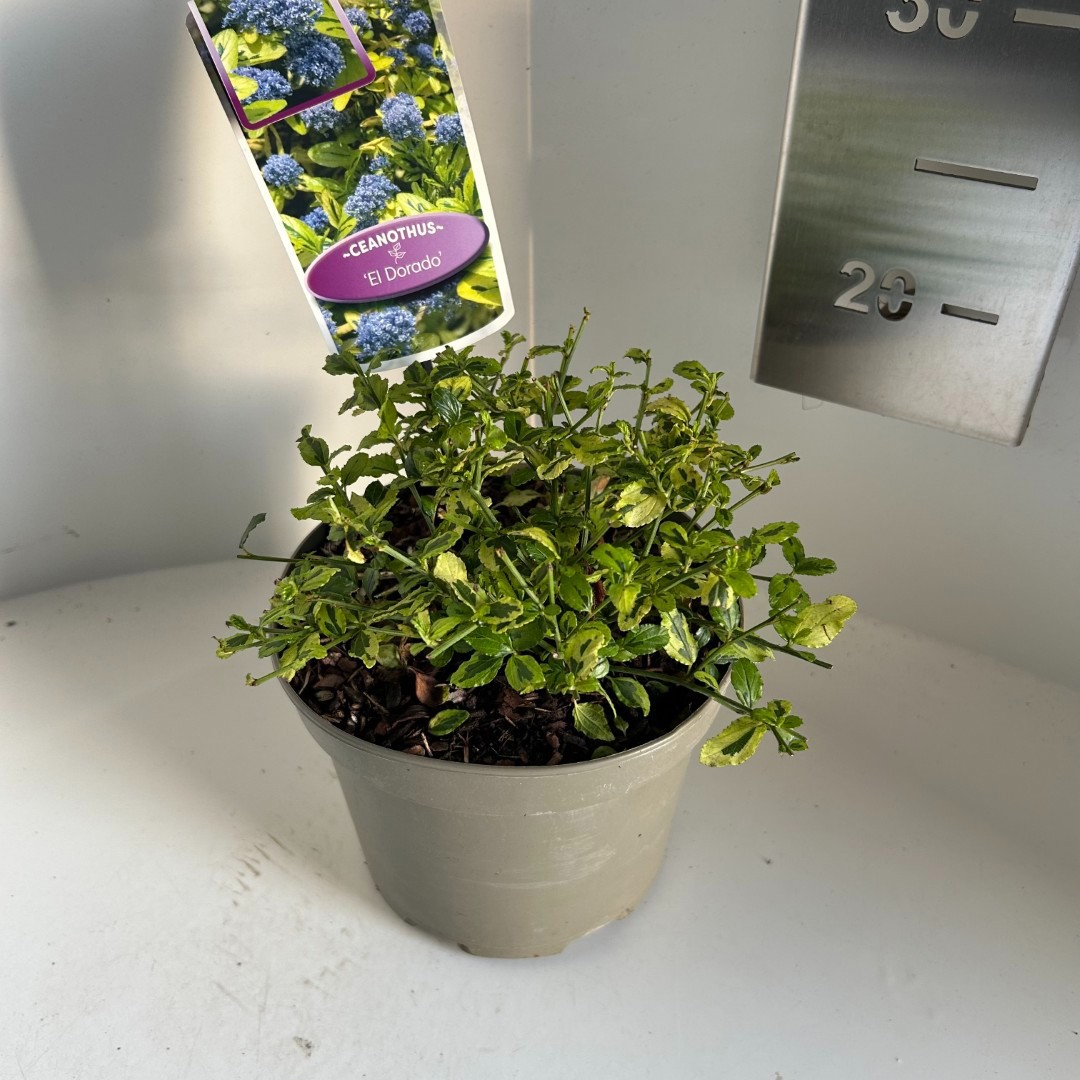 Ceanothus Eldorado, D 17