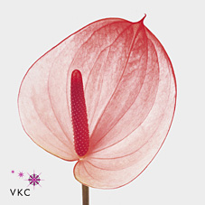 Антуриум Максима Элеганс (светло-роз.), шт.