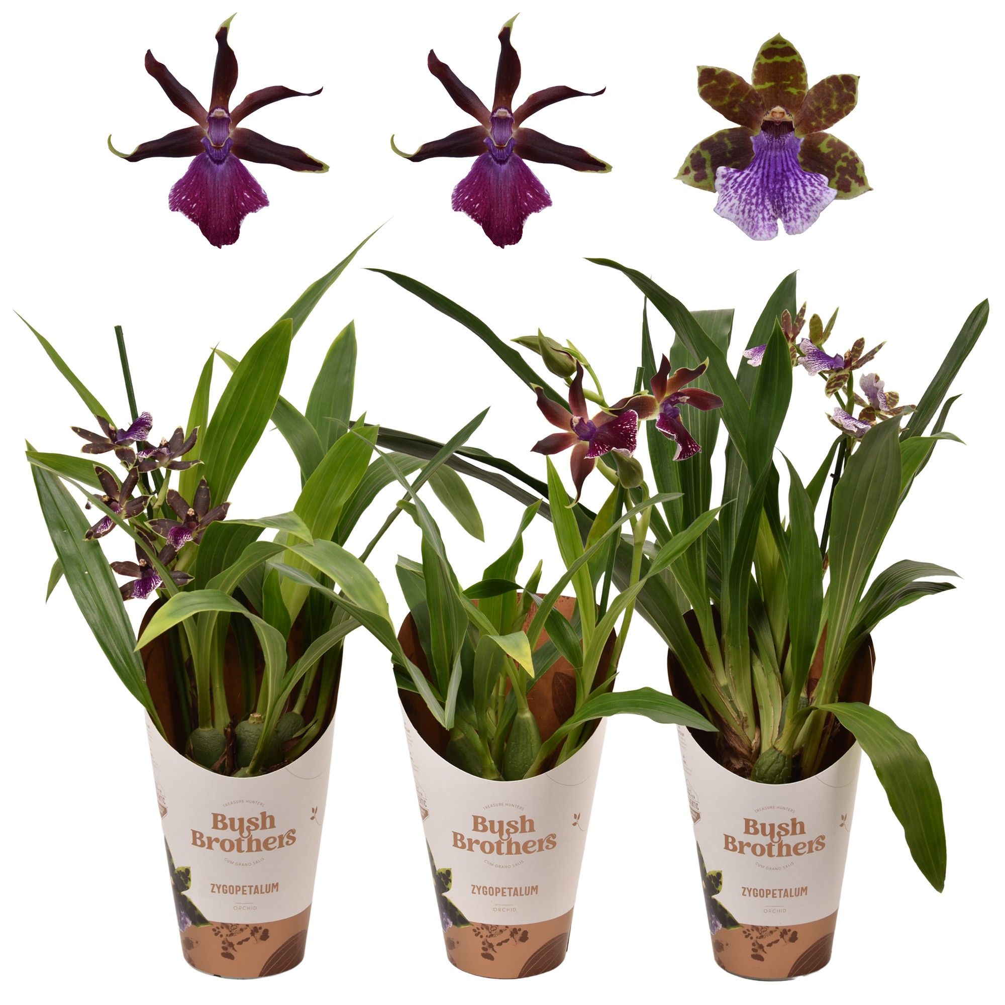 Zygopetalum 1 tak 5+ knop 12 cm, D 12 cm