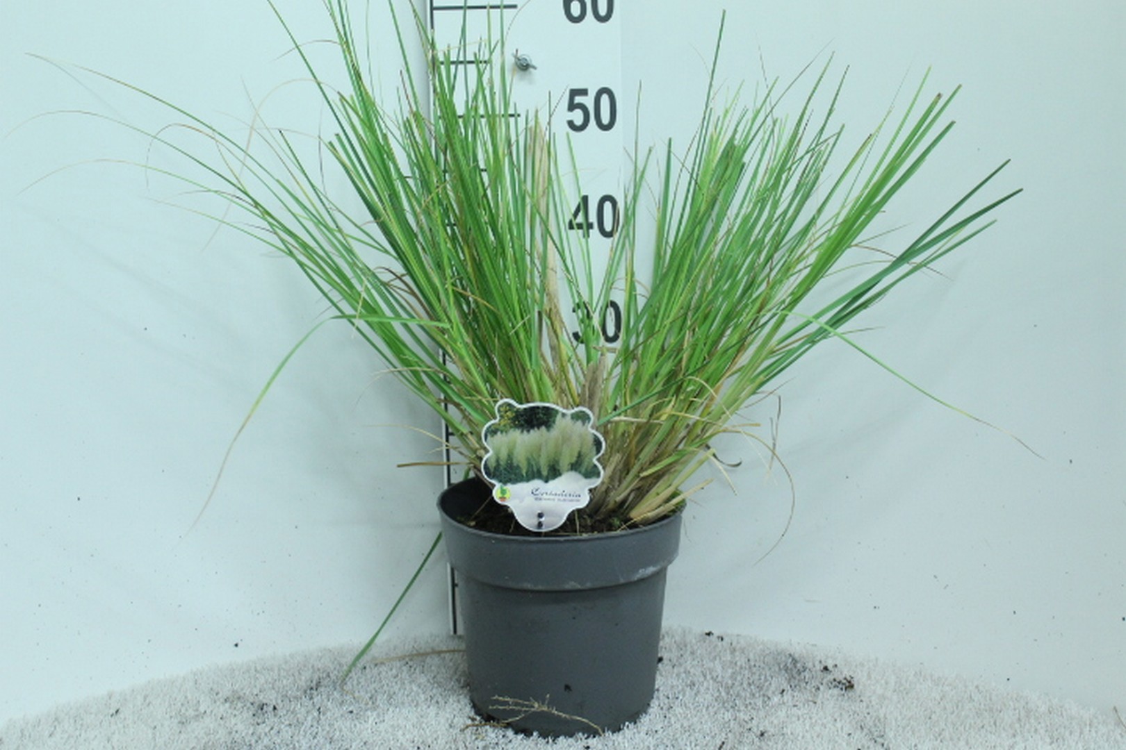 Cortaderia minipampas 'Hard Groen' P23, D 23