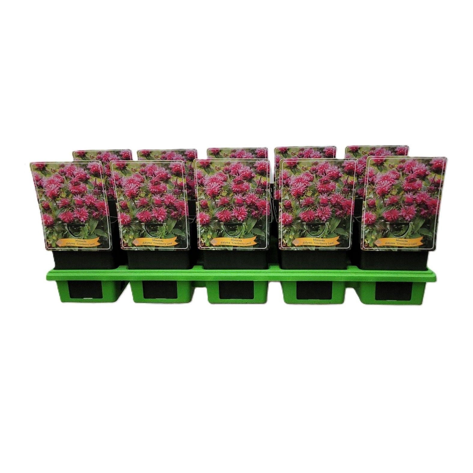 Monarda didya 'Cranberry Lace' P11, D 11