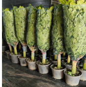 Радермачера синика Тик сингл род эмеральд 28 150