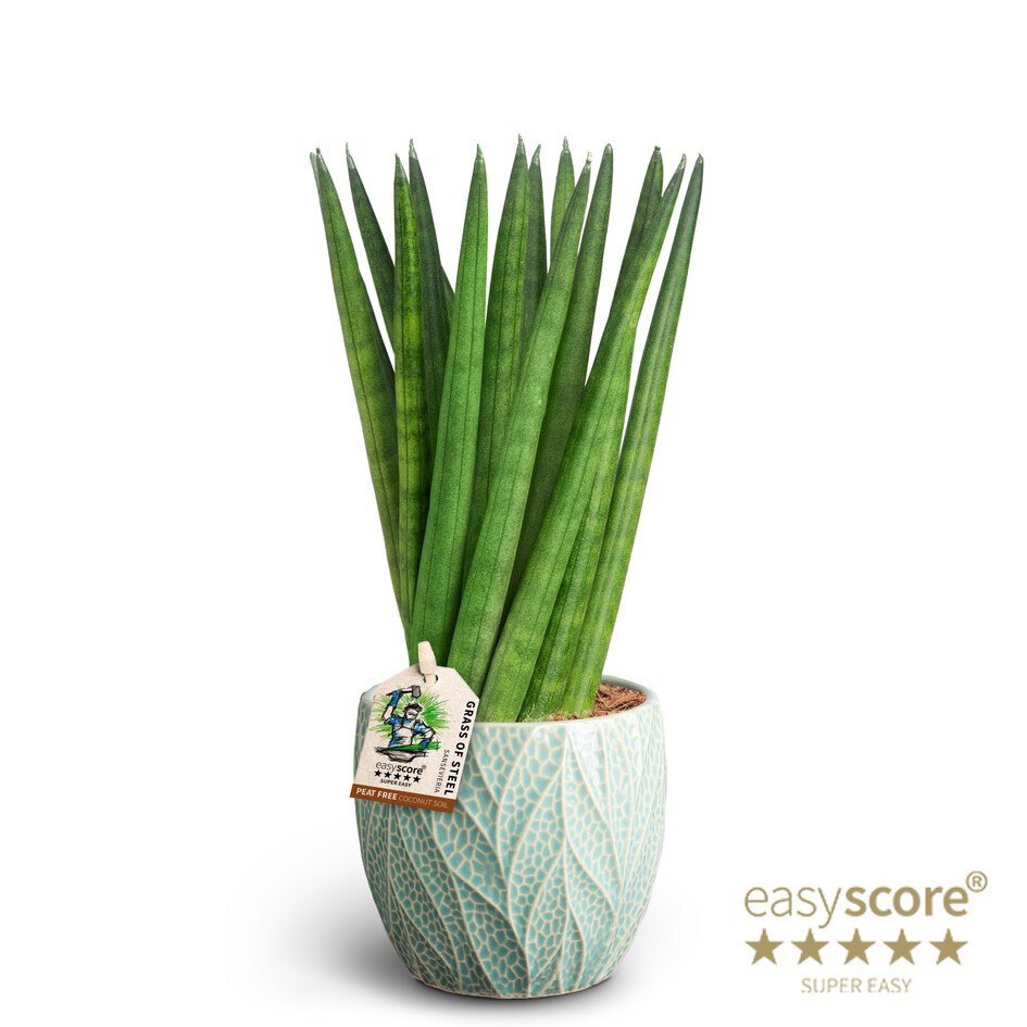 SANSEVIERIA CYLINDRICA 40931635 Leaf O Spaghetti, D 10