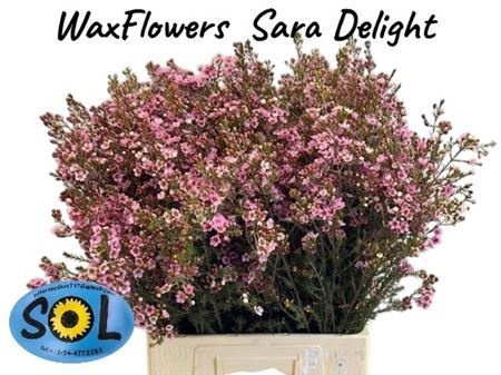 Шамелациум Сарас Делайт 70 (ярко-роз.), шт.