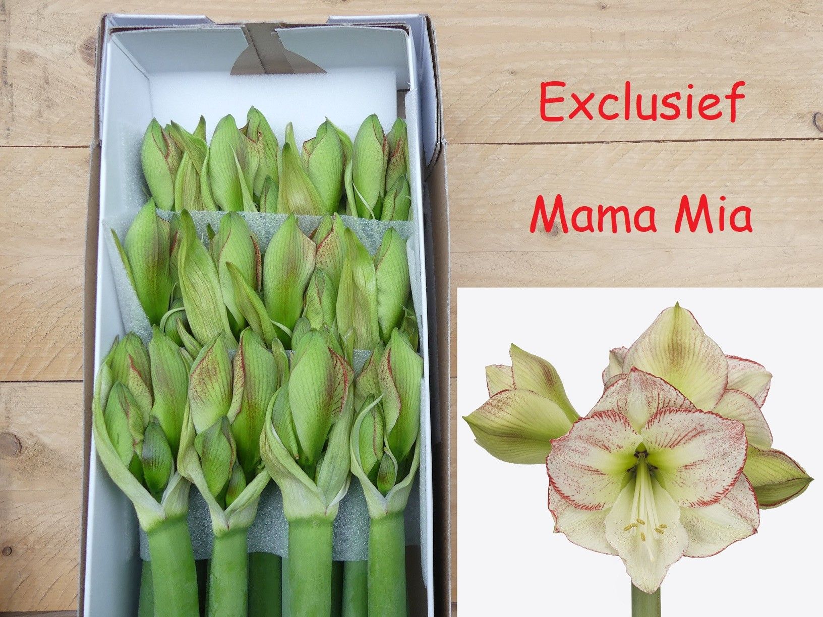 Амарилис Мама Миа (зелено-красн.) x12, шт.