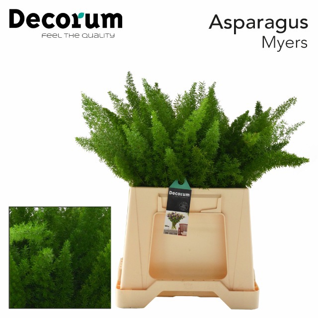 Аспарагус Маерс 45, шт.