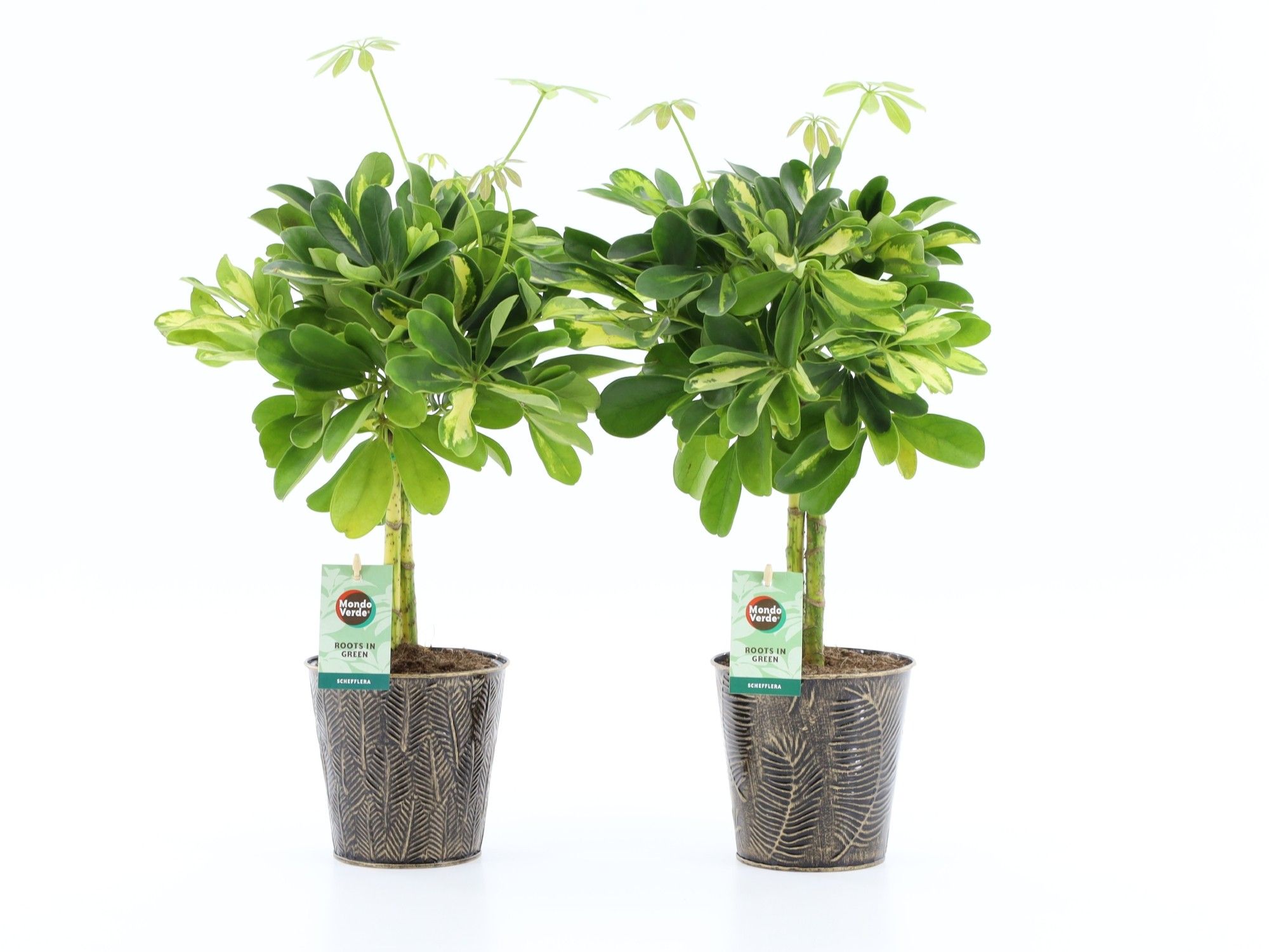 Schefflera Gold Capella in Iron Leaf, D 13