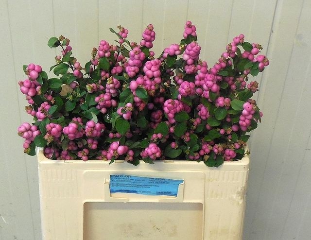 Симфорикарпус Мэджикал Трэже 50, шт.