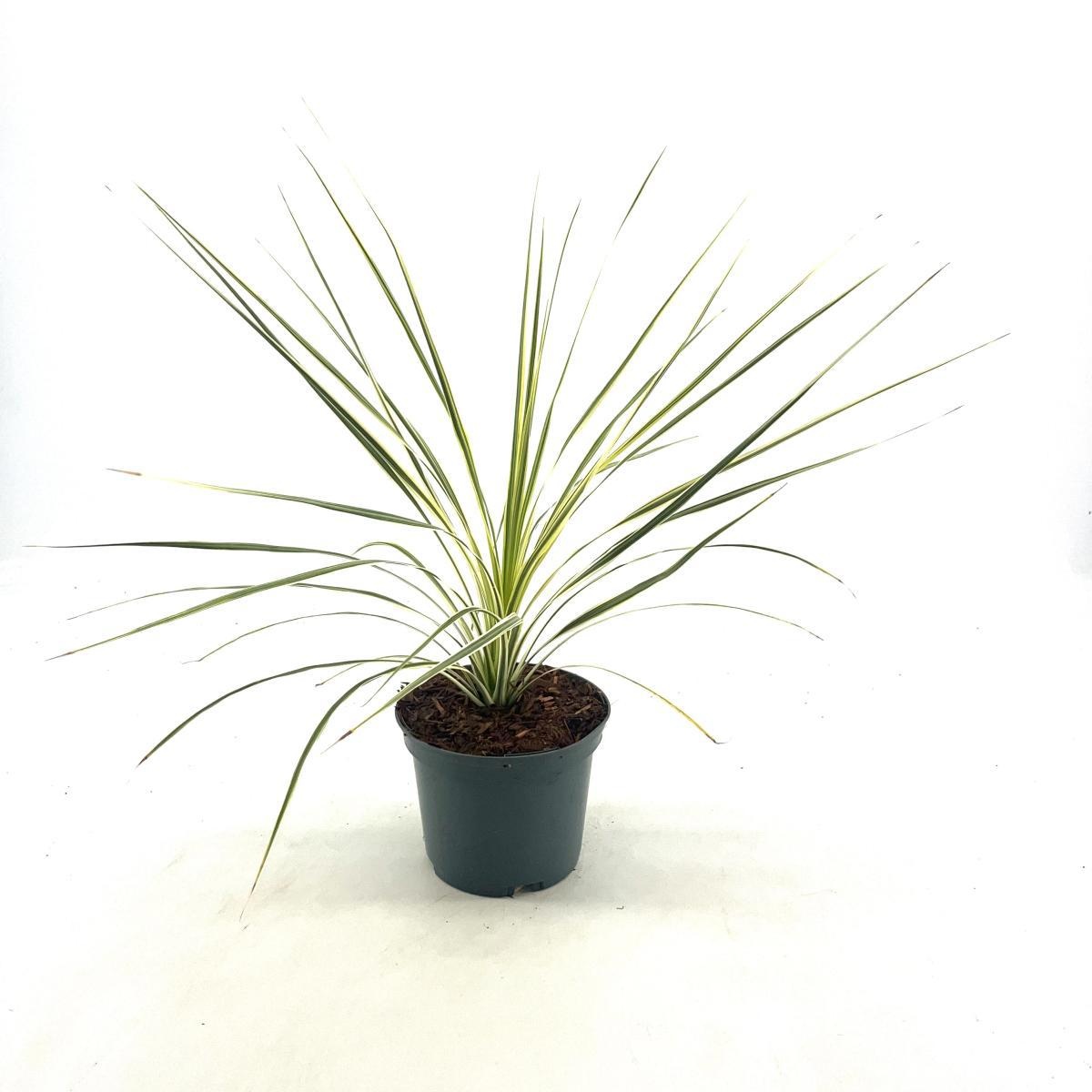 Cordyline aus. Lime Passion, D 17