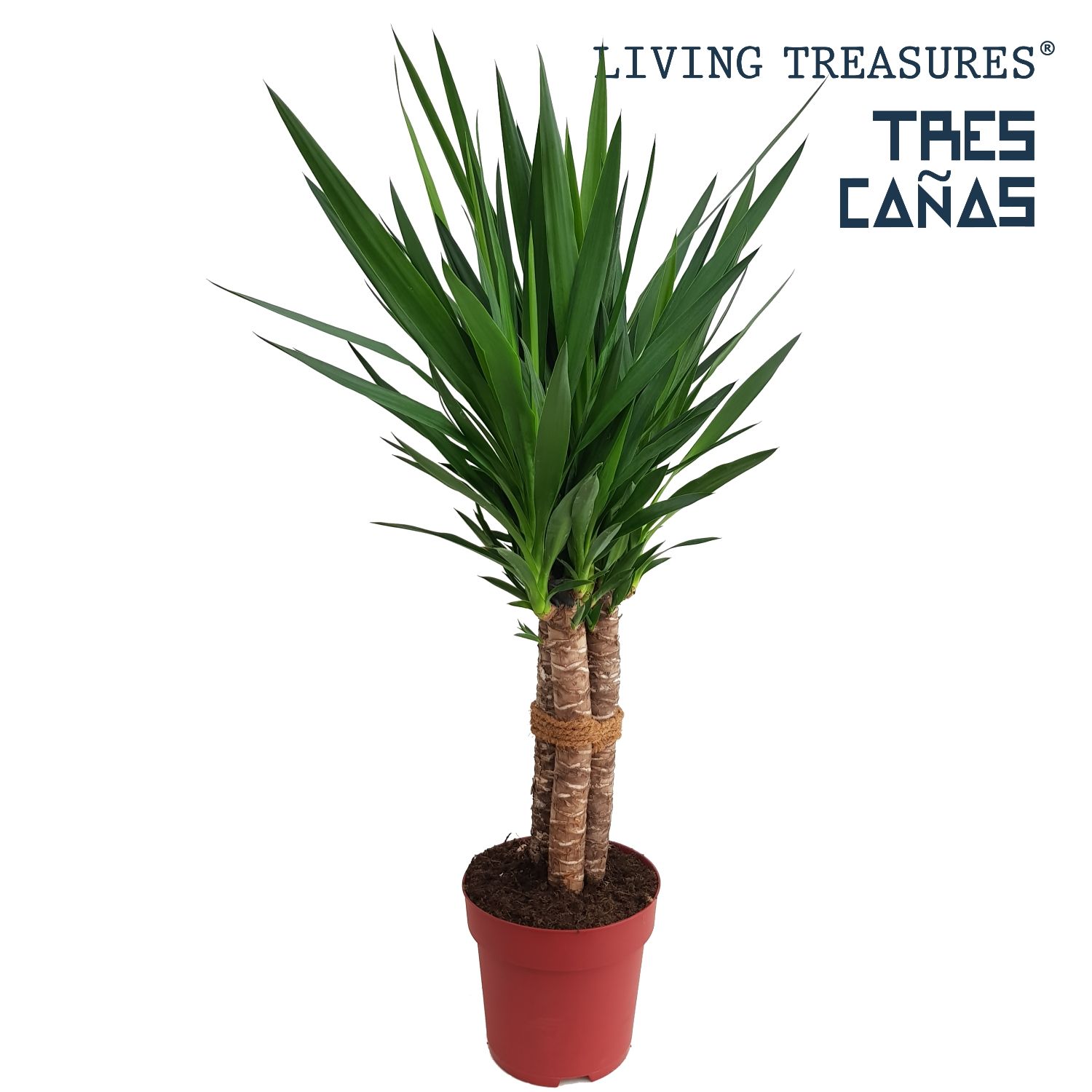 Yucca "Tres Cañas" 50stam P23, D 23
