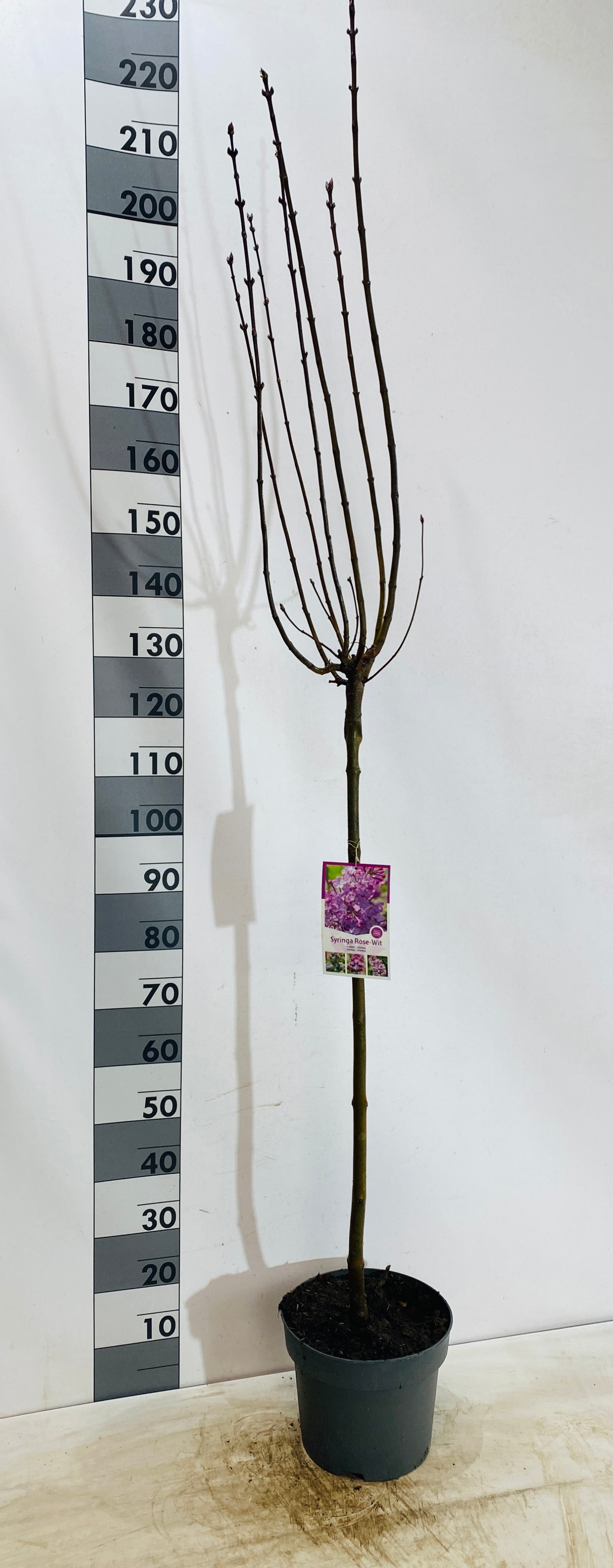 Syringa vulgaris Rose-wit op stam, D 29