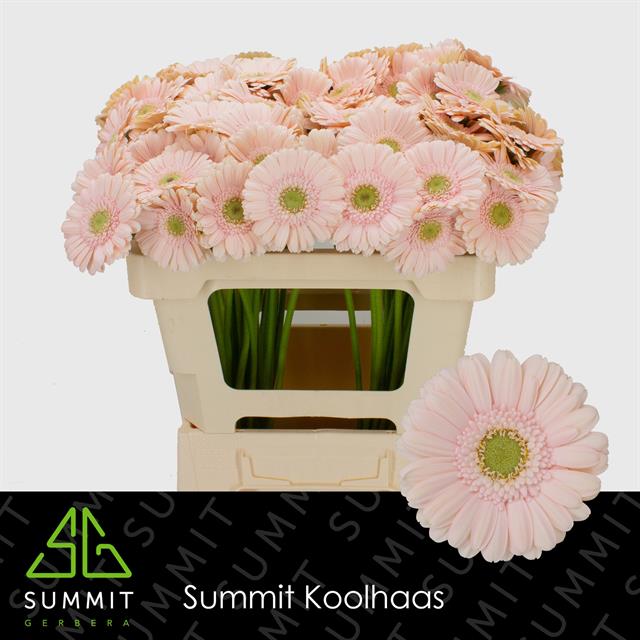 Гермини Али-нор, шт.