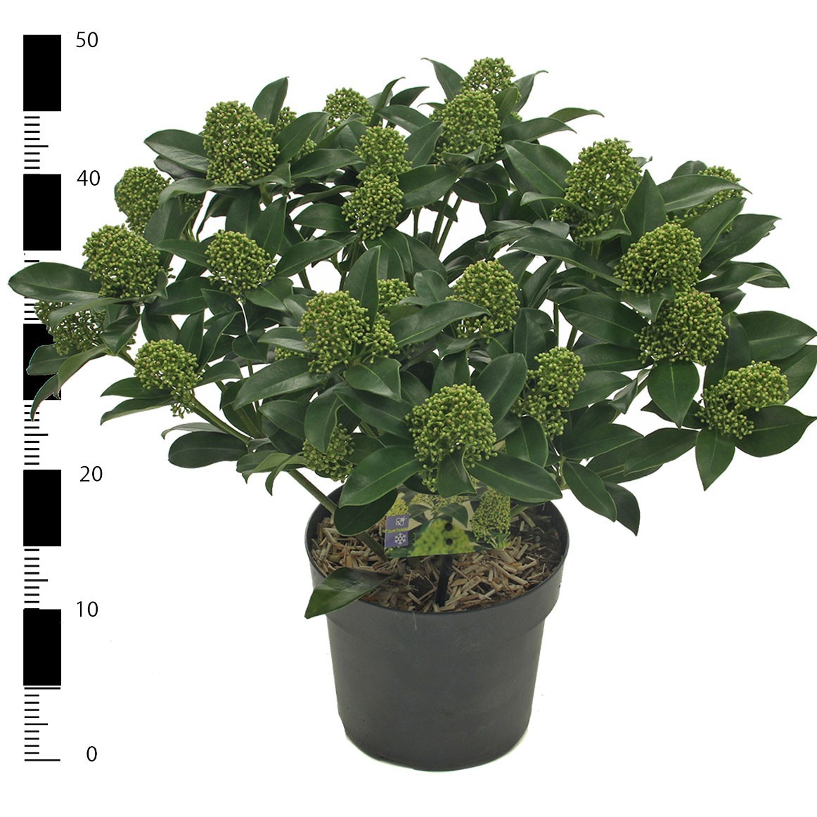 Skimmia jap. 'White Globe', D 17