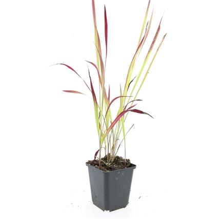 Imperata cylindrica 'Red Baron', D 9 cm