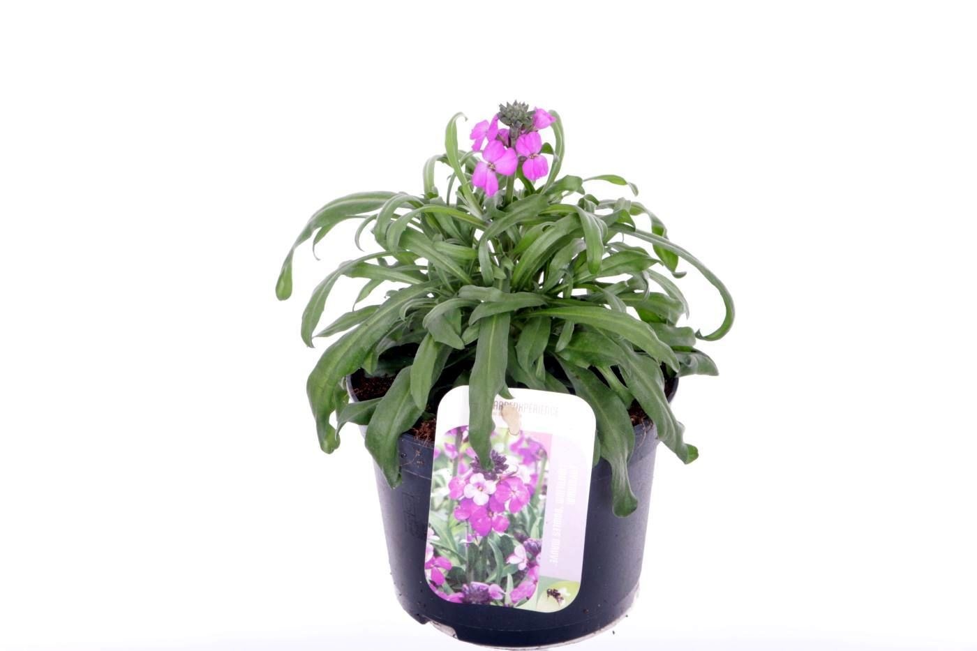 Erysimum lin. Bowles Mauve, D 13