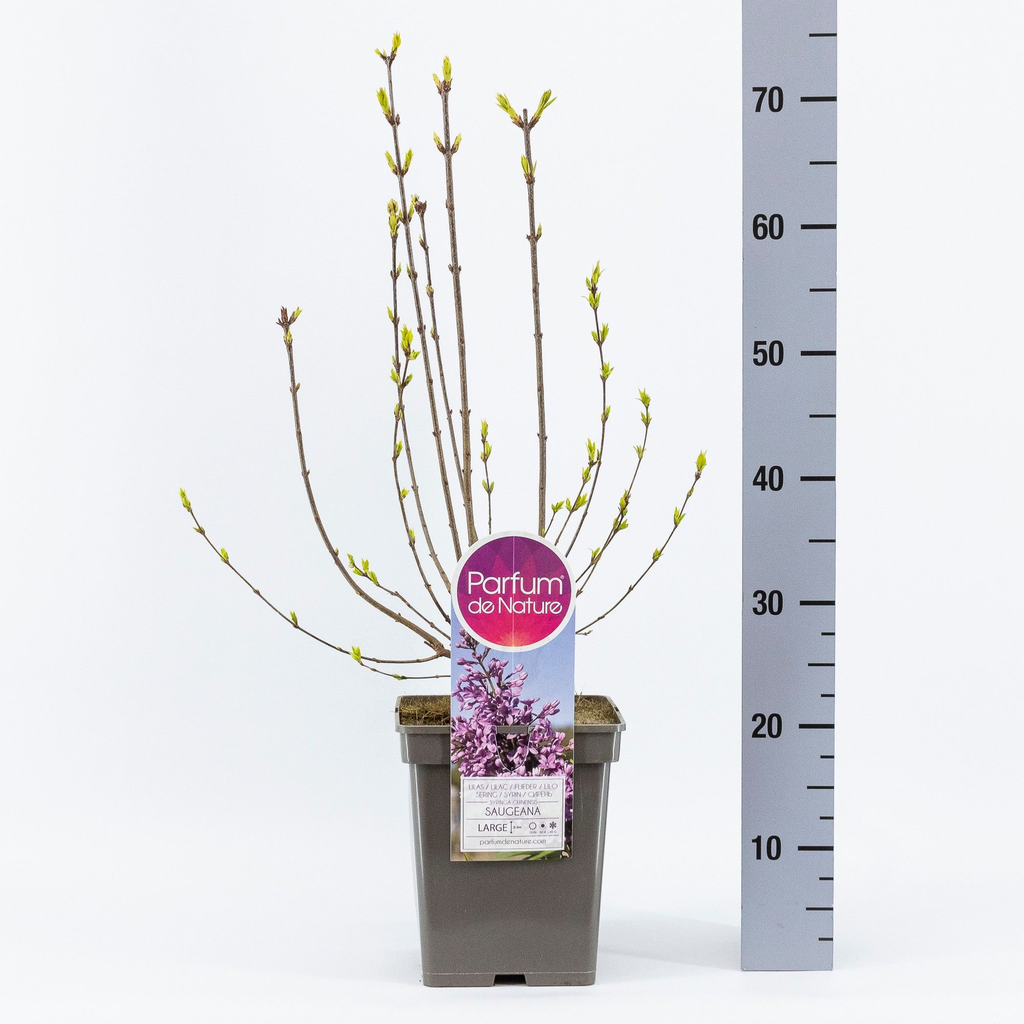 Syringa chin. Saugeana, C5, D 23