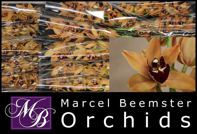 Цимбидиум мини Овериг x15 50, шт.