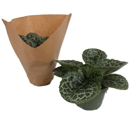 Streptocarpus 'Pretty turtle', D 13