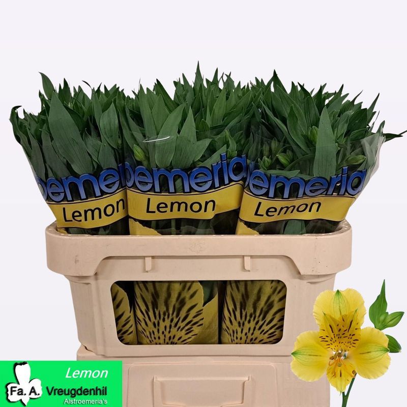 Альстромерия Лемон, шт.