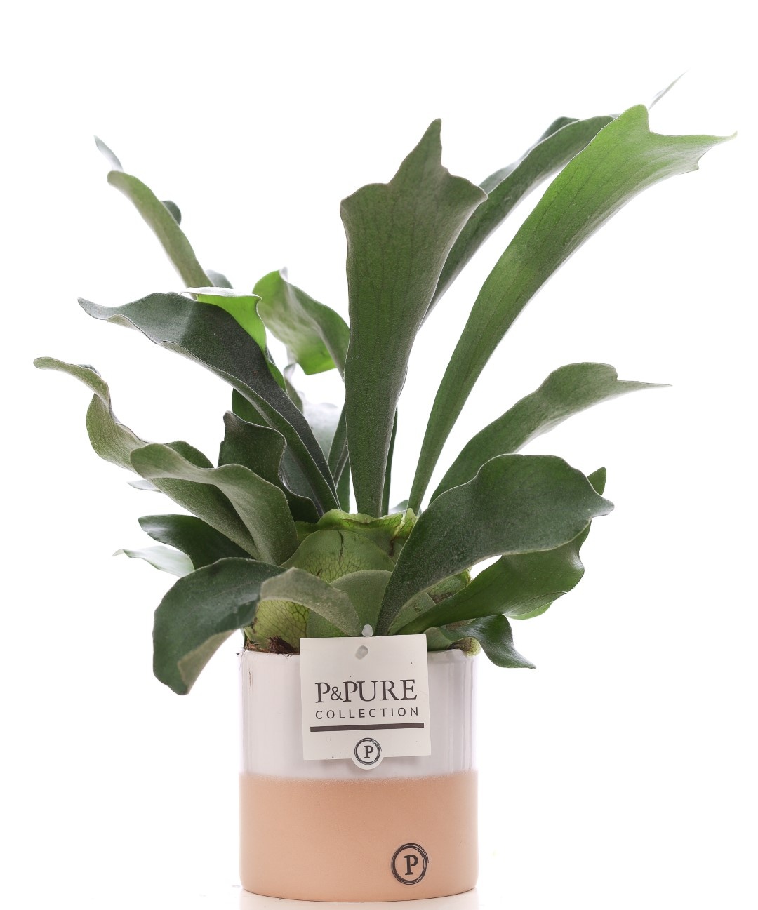 Platycerium Bif. in P&PURE Rosy ceramics, D 12