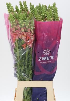 Антирринум Потомак Дарк Оранж (оранж.), шт.