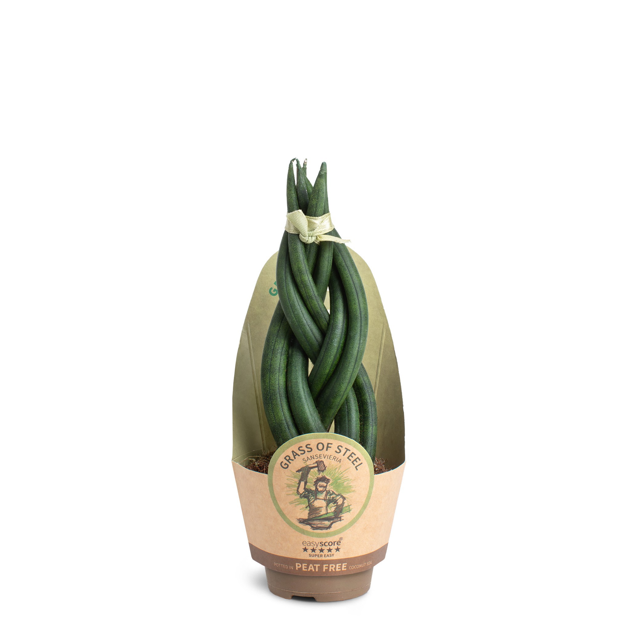 Sansevieria cylindrica Braid, D 6