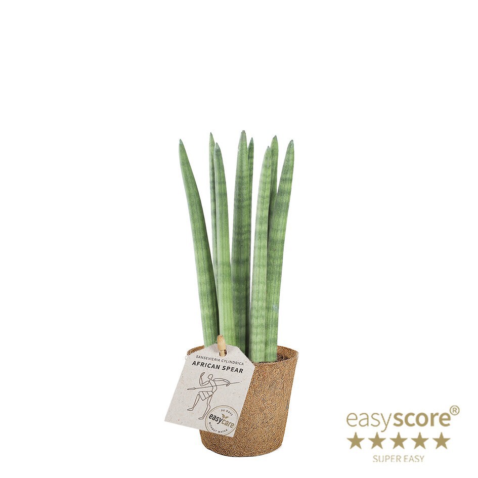 SANSEVIERIA CYLINDRICA Straight COCOZ, D 9 cm