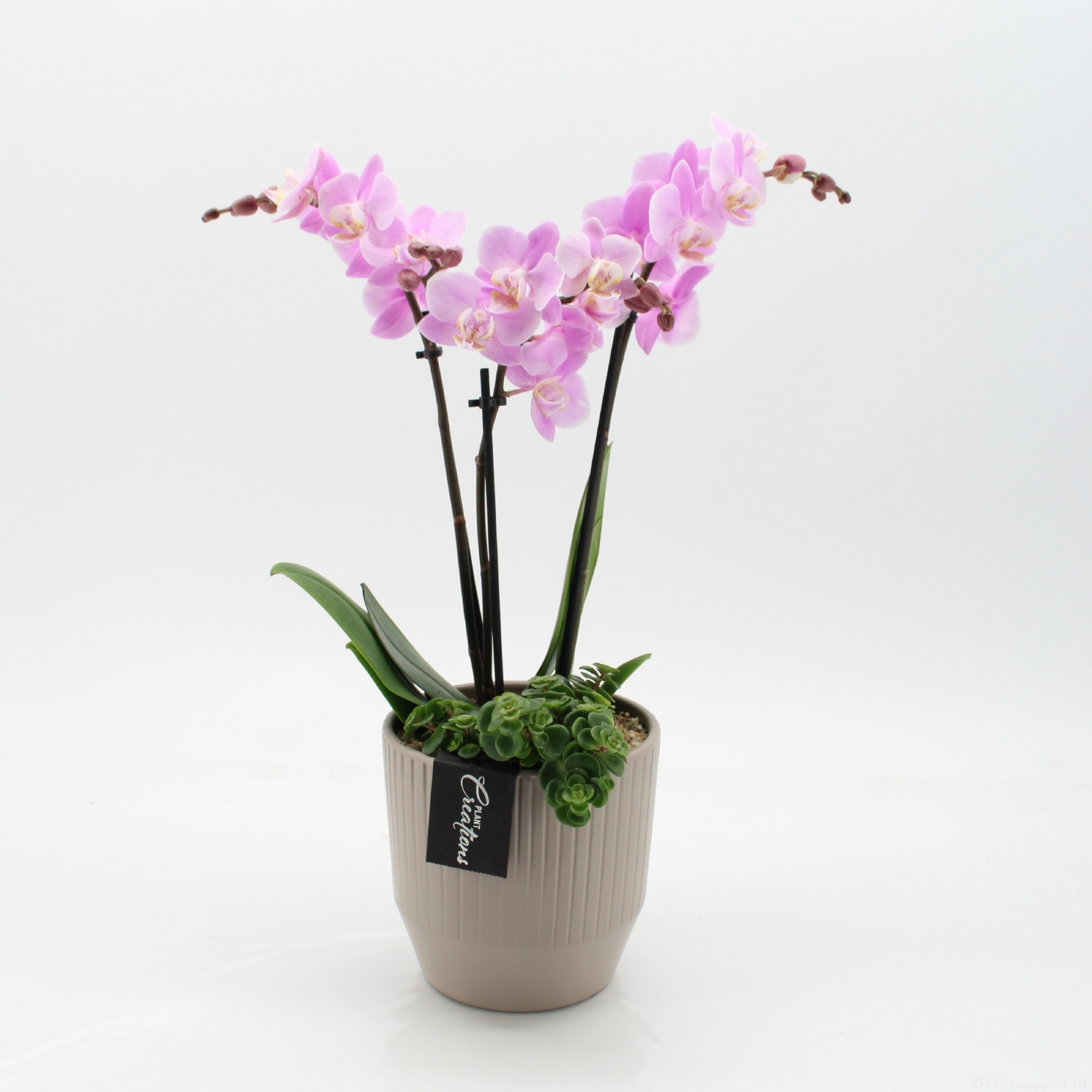 PHAL-2657RZ Phalaenopsis creatie, D 14