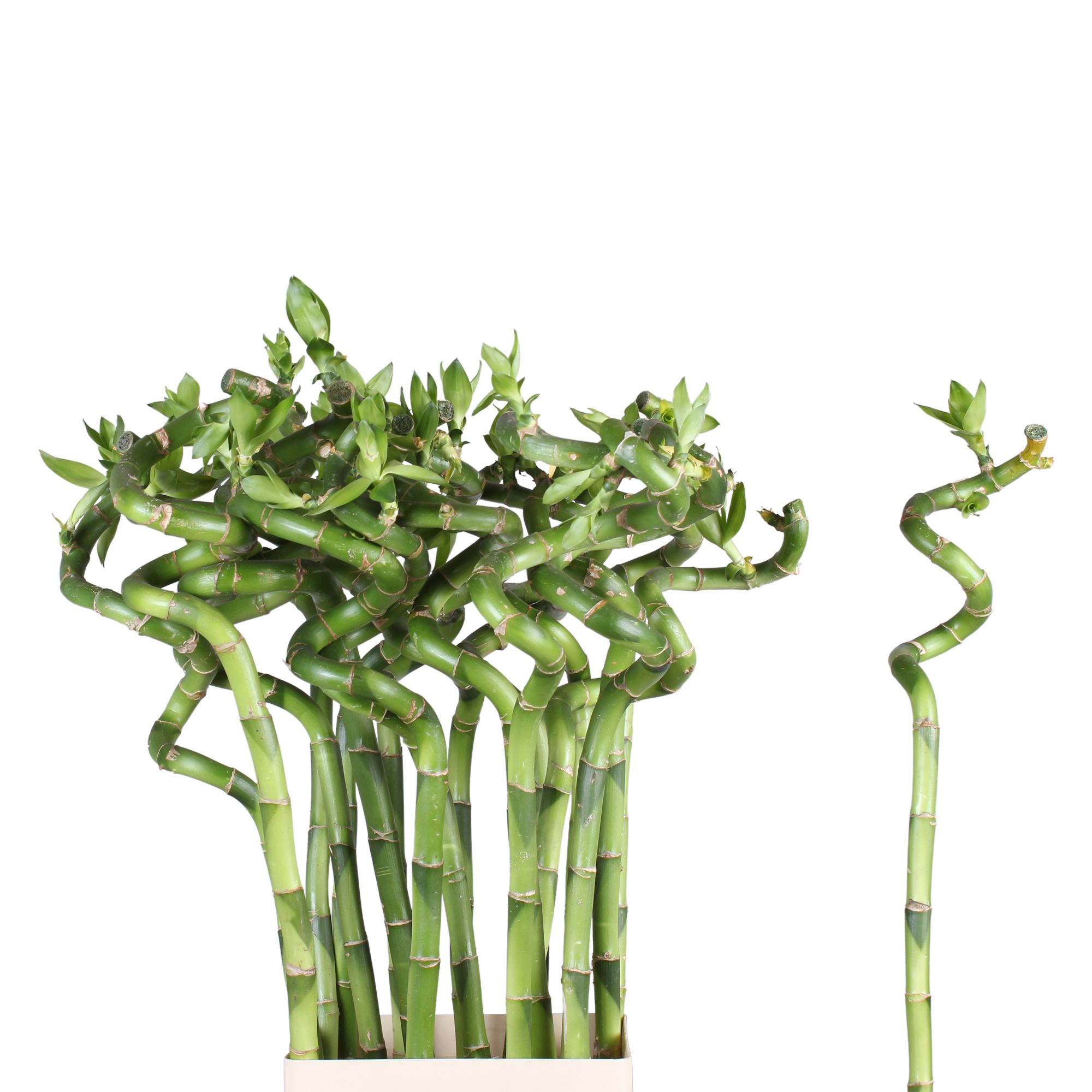 Драцена Лаки Бамбу 80, шт.