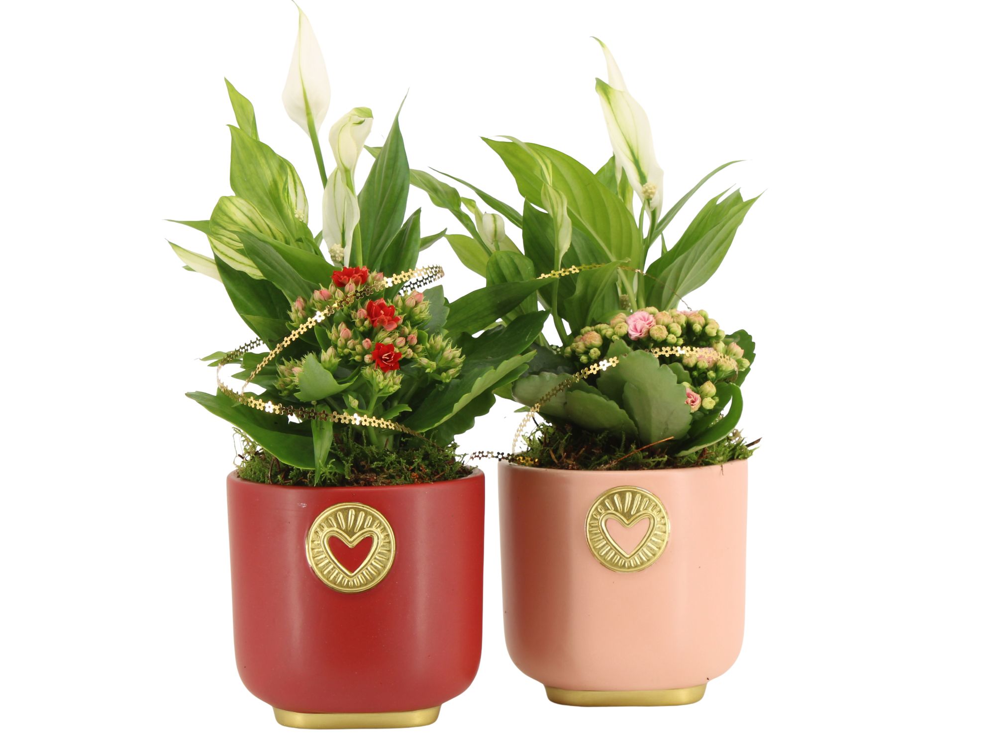 21790: Lovess arrangement, D 12