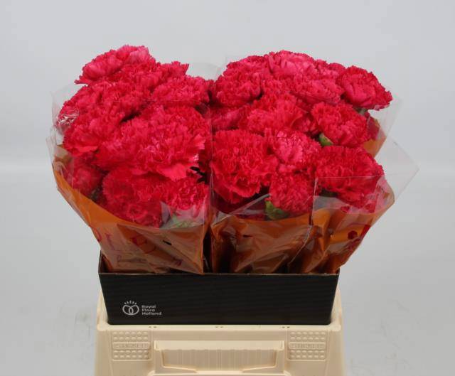 Диантус од. Бизет, шт.