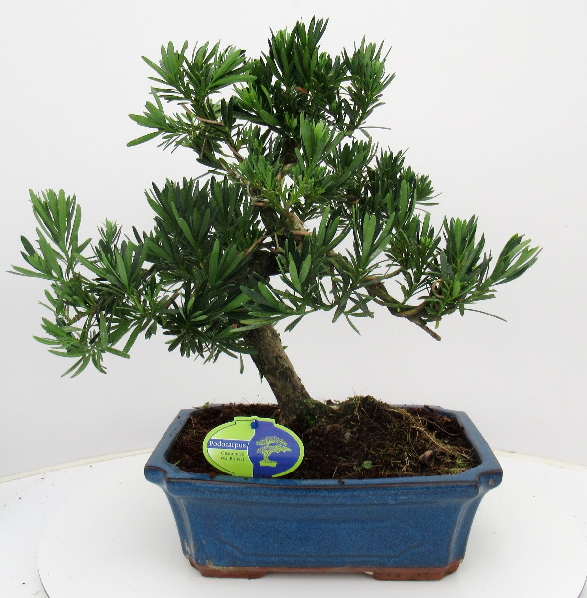 Podocarpus macrophyllus, 29cm., shape, without dip tray, D 30 cm
