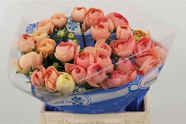 Ранункулус Саксесс Гранд Пастель 40, шт.