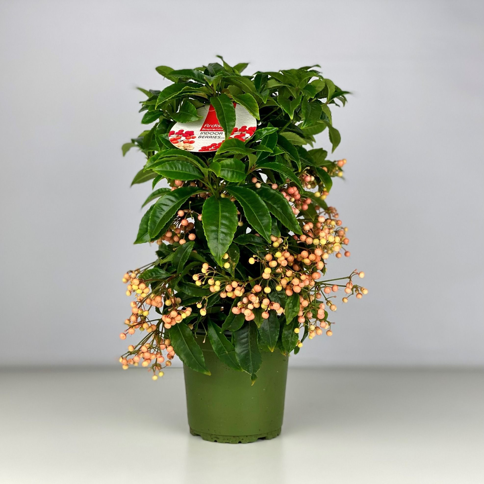 Ardisia crenata Bospremium Salmon, D 14 cm