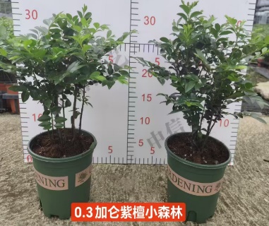 0.3 Галлон Птерокарпус 12 30