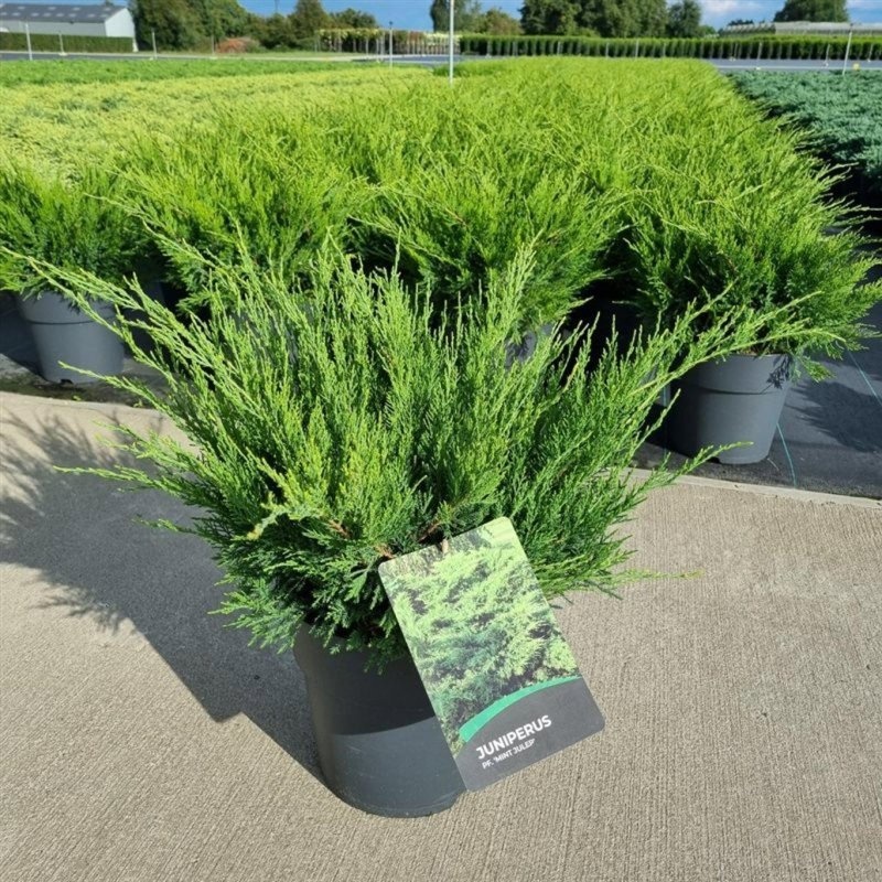 Juniperus pf. 'Mint Julep', D 29 cm