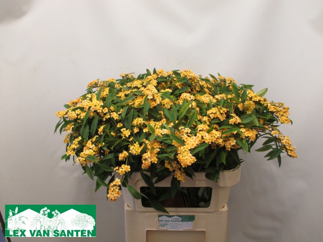 Эуфорбия куст. Коньяк Барон 80, шт.