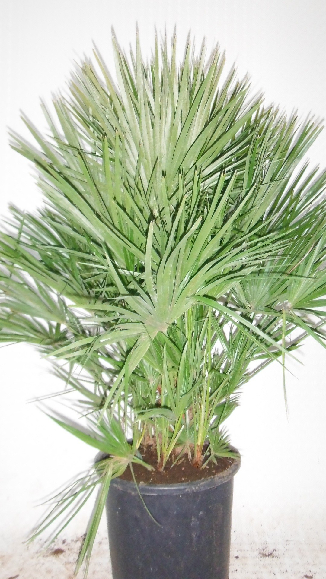 chamaerops humilis, D 35 cm chamaerops humilis, D 35 cm