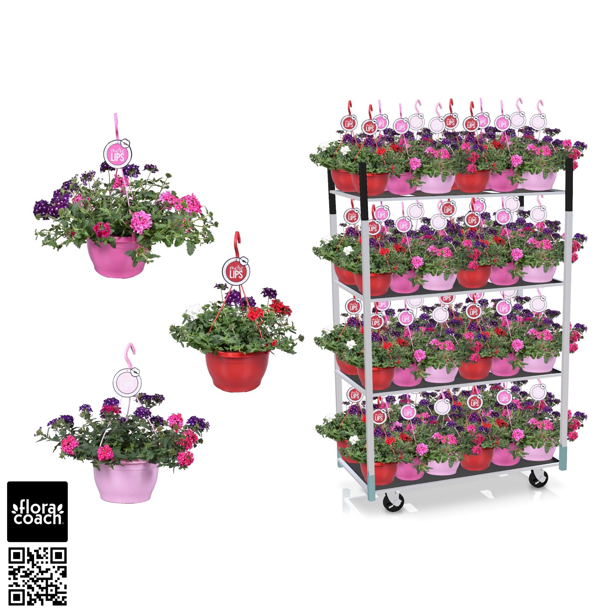 MoreLIPS® Mengdeen: Verbena Trixi, D 25