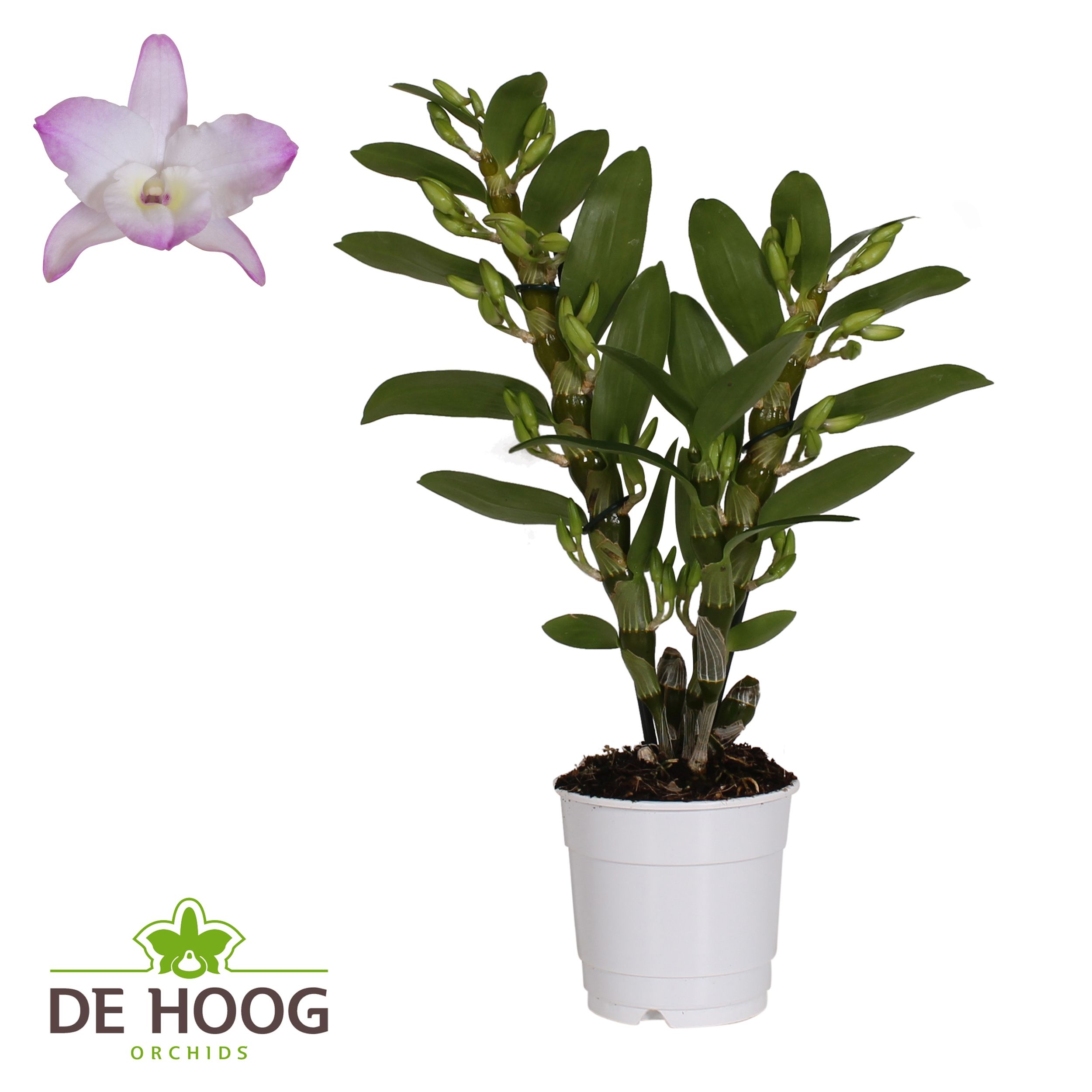 Dendrobium Nobile Kumiko 2 stam 12+ tros De Hoog, D 12