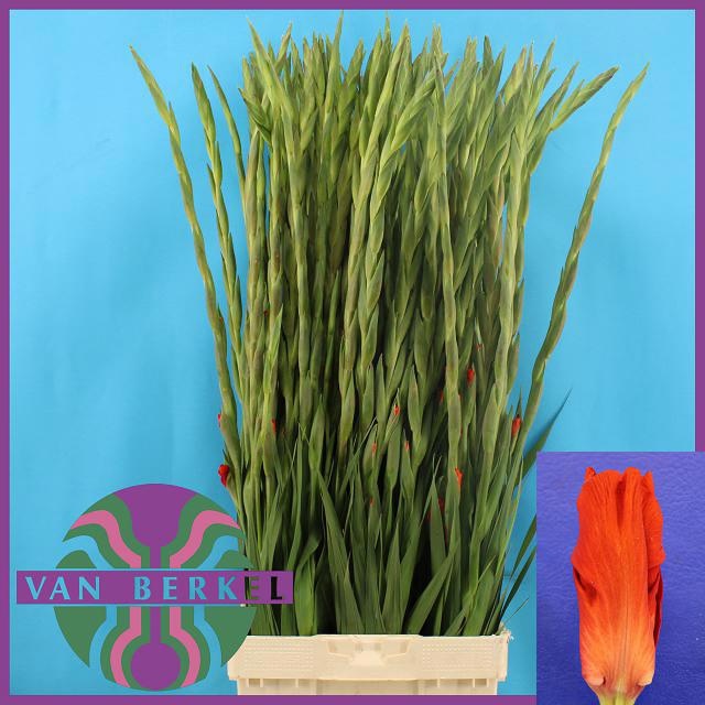 Гладиолус Шторми 100, шт.