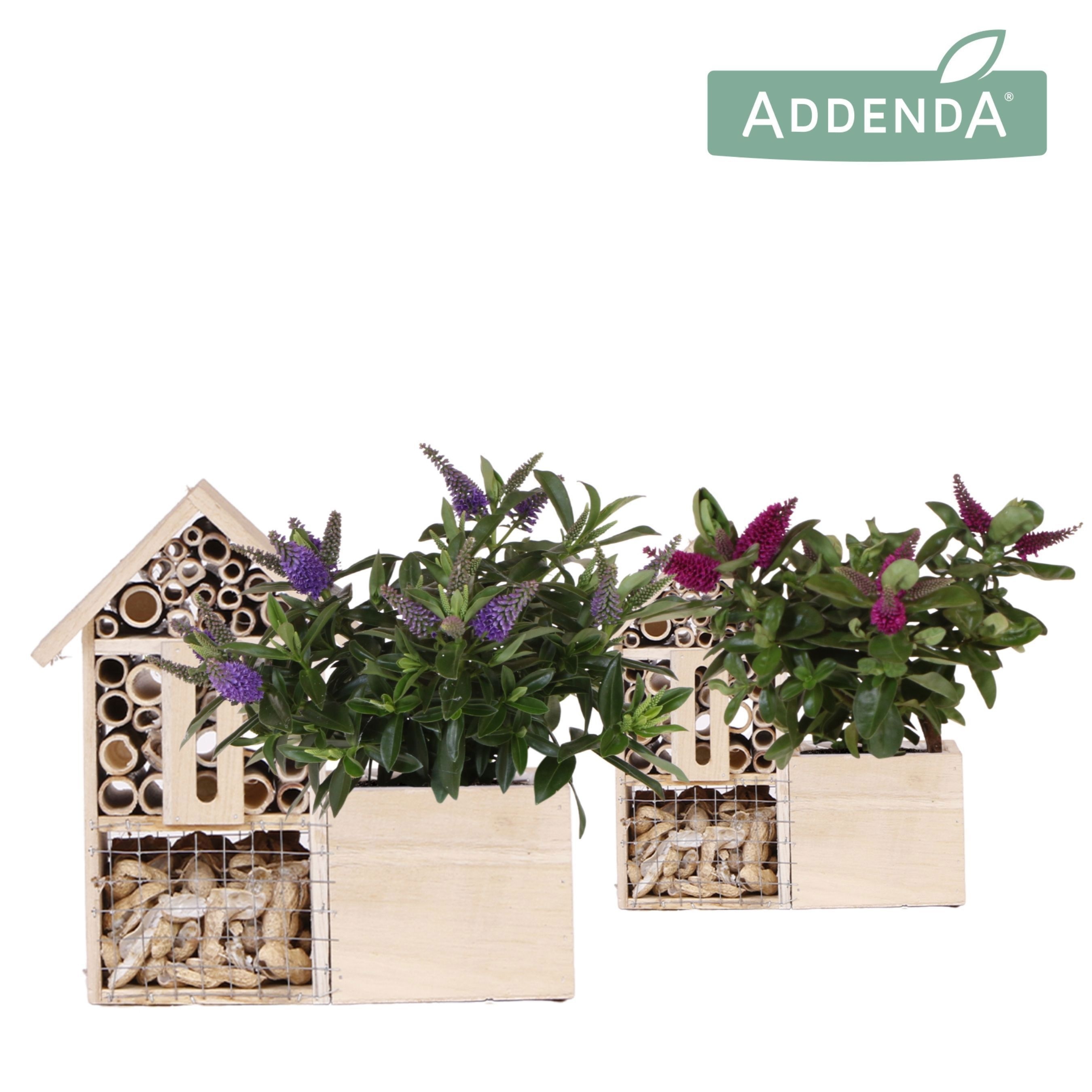 Hebe Addenda Donna mix in Insecten Hotel, D 12