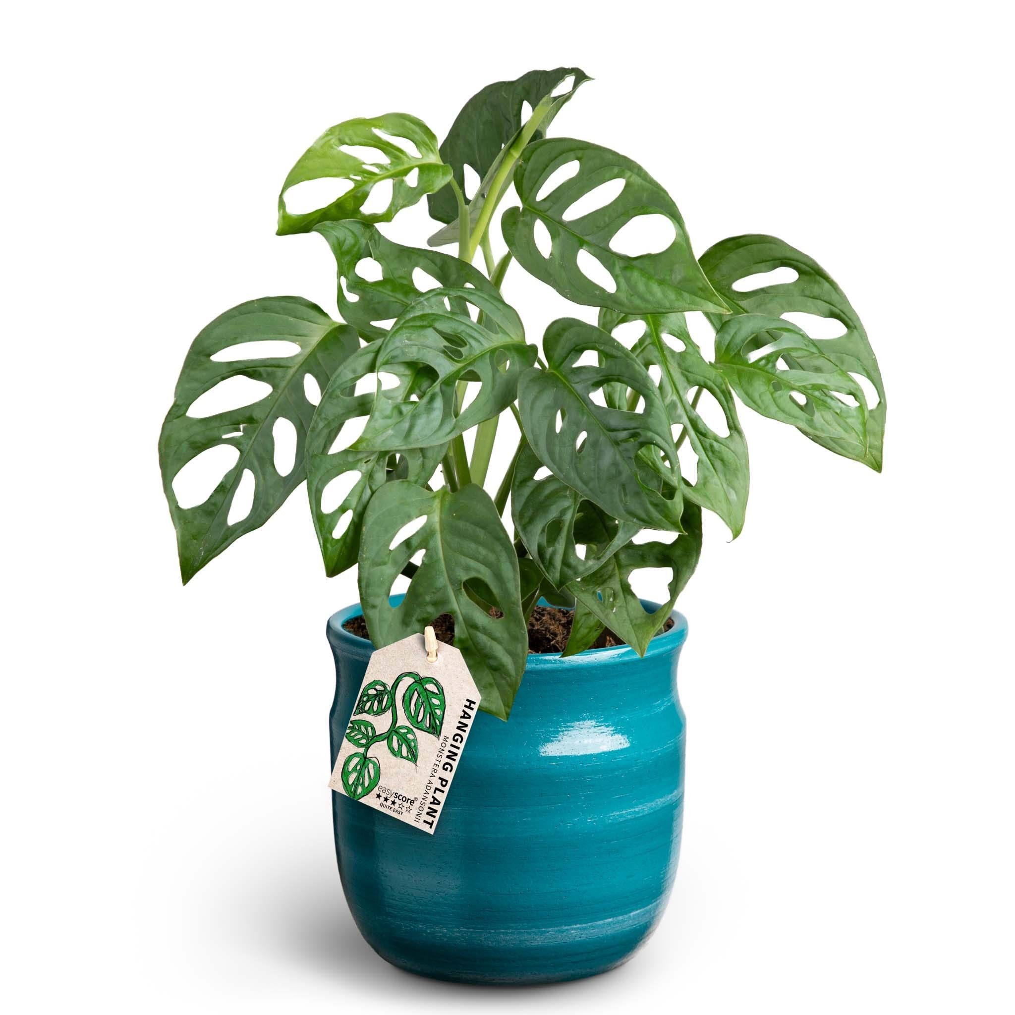 Maceta Teal, Monstera adansonii, D 12