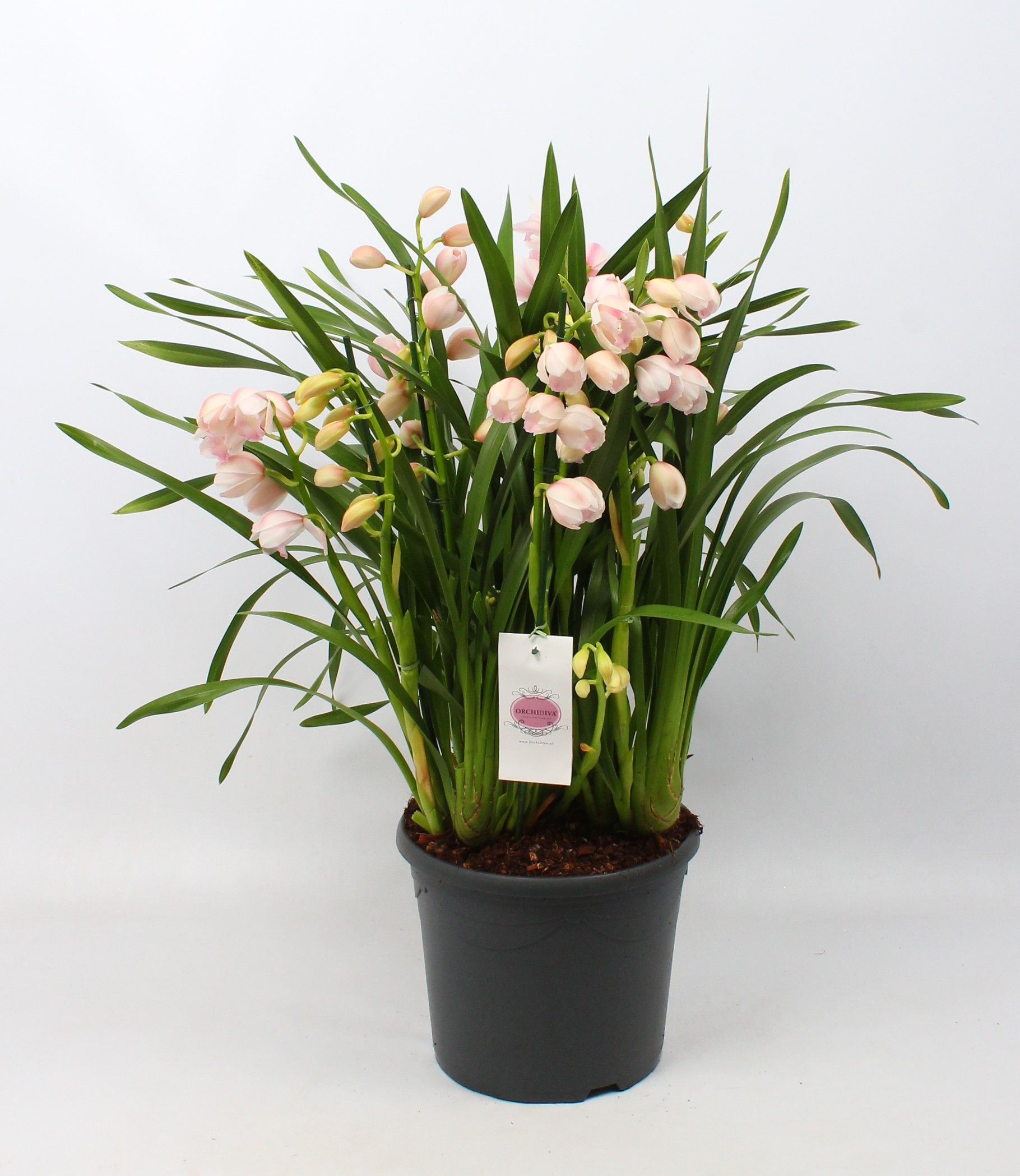 Cymbidium roze 10+tak getoufd, D 30
