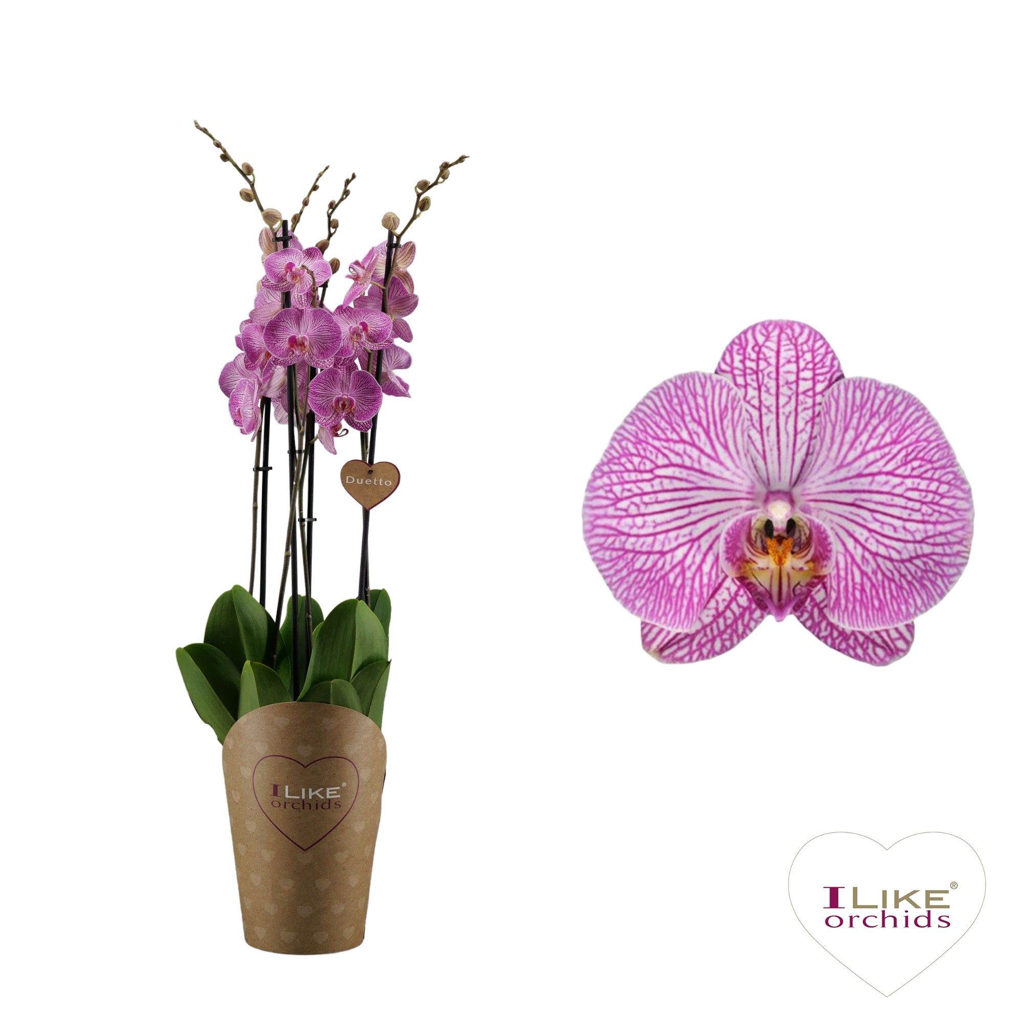 Duetto Budapest 4-tak, D 17