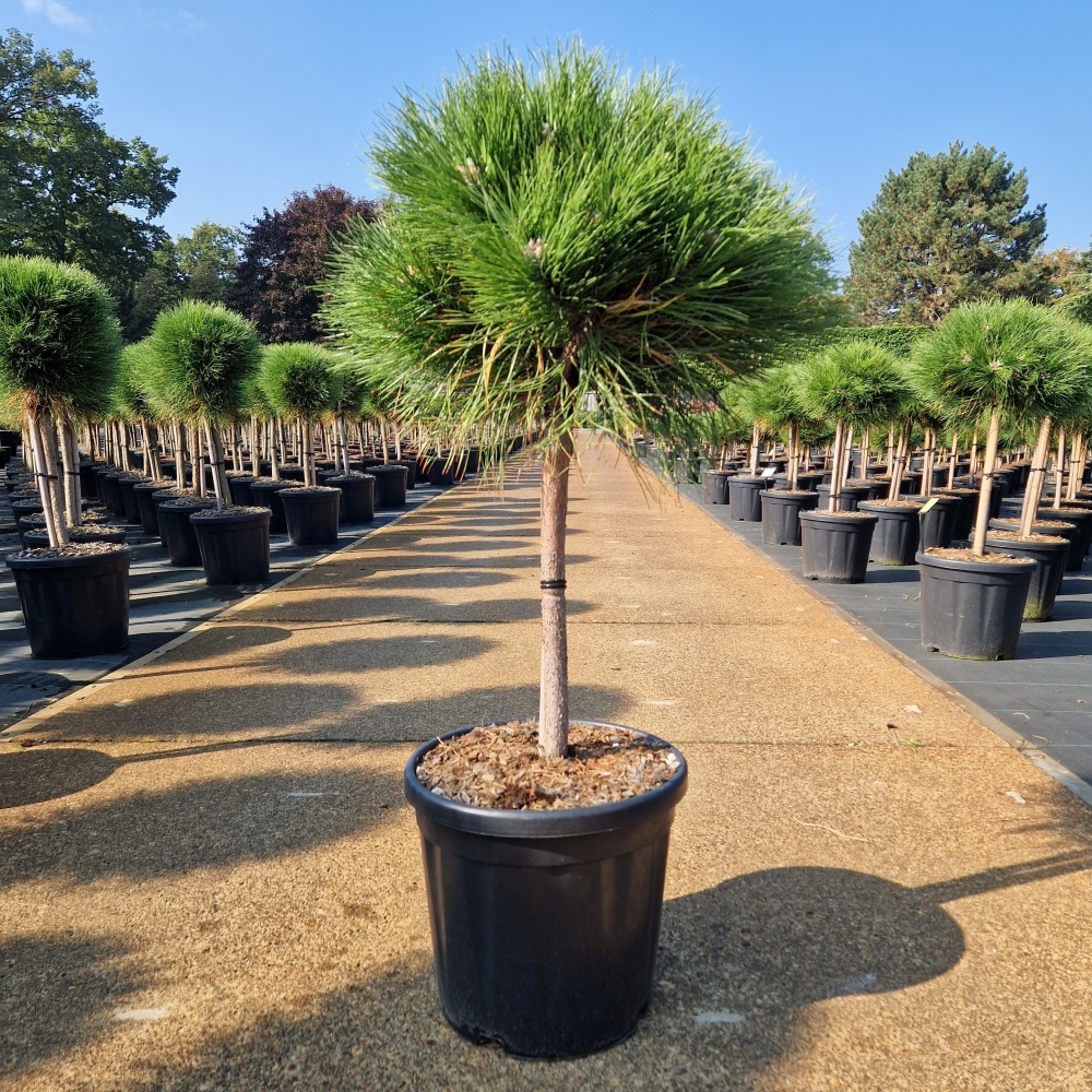 Pinus nigra 'Marie Bregeon'®, D 32 cm