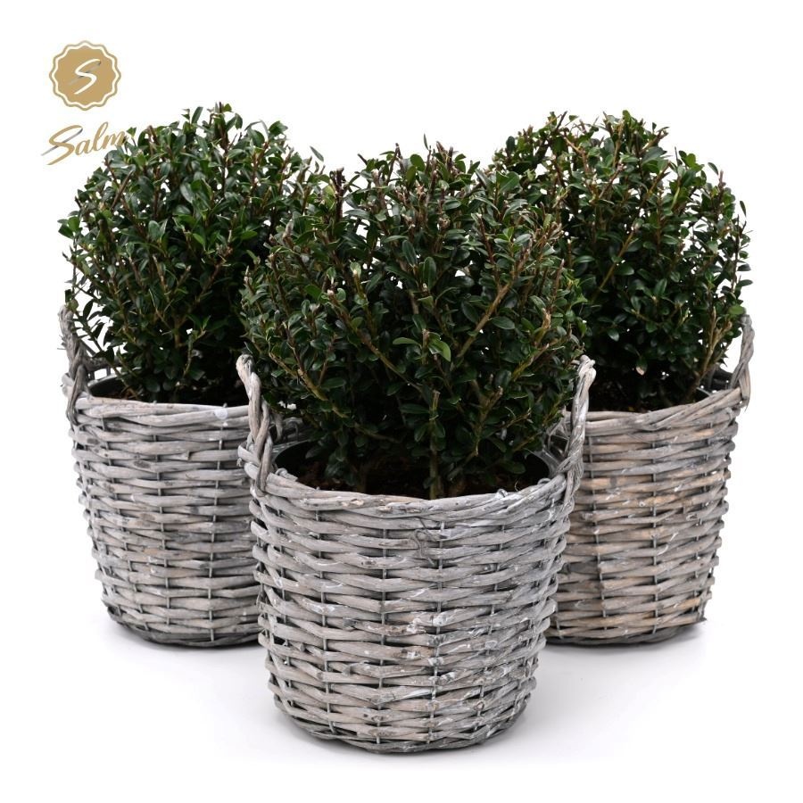Ilex crenata 'Jenny'® Ball Ø20cm P17 in Basket, D 19