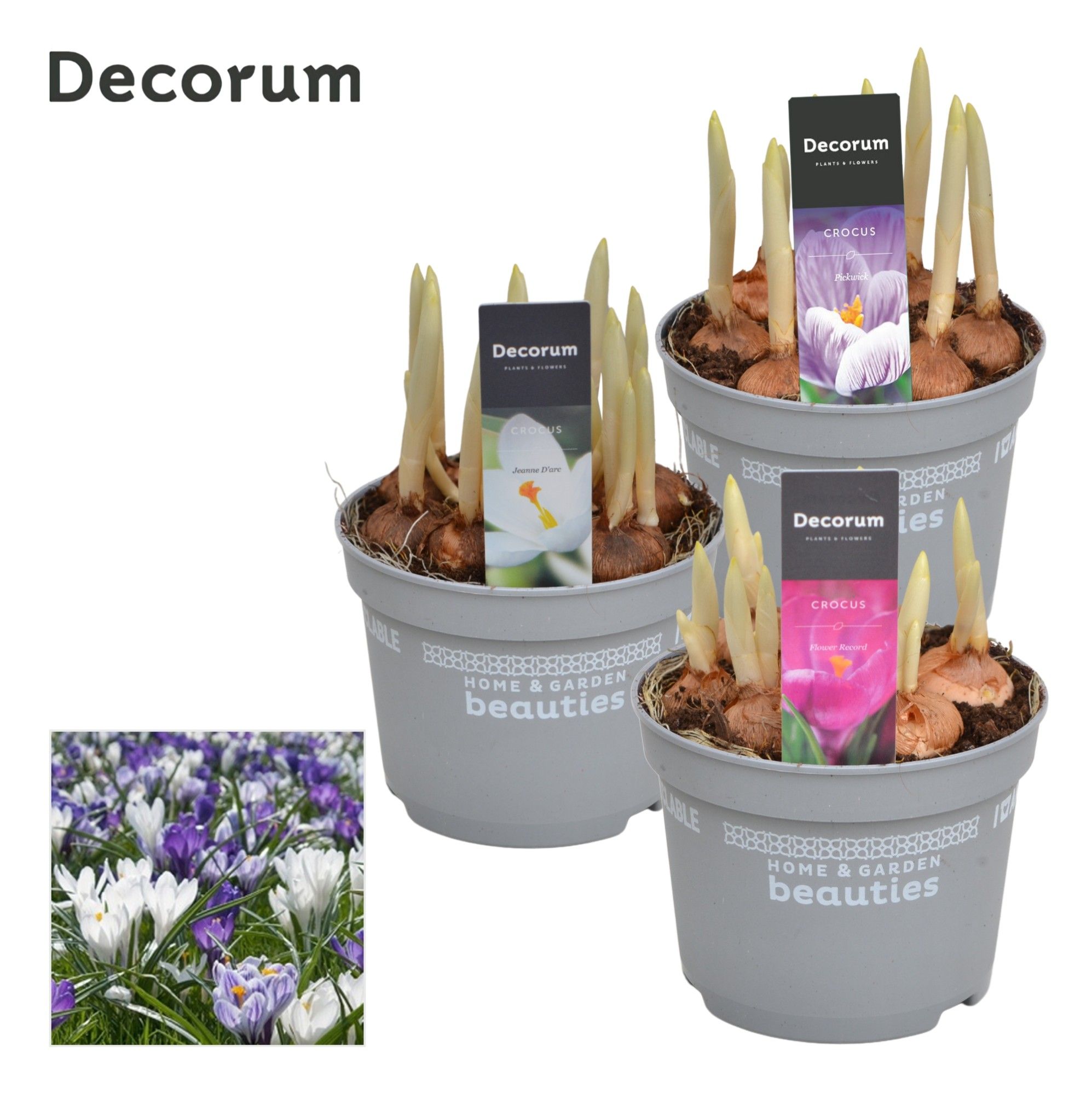 Crocus Gemengd, D 12