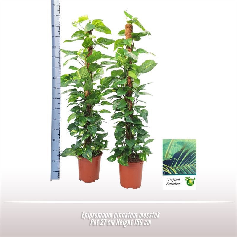 Epipremnum pinnatum mosstok, D 27