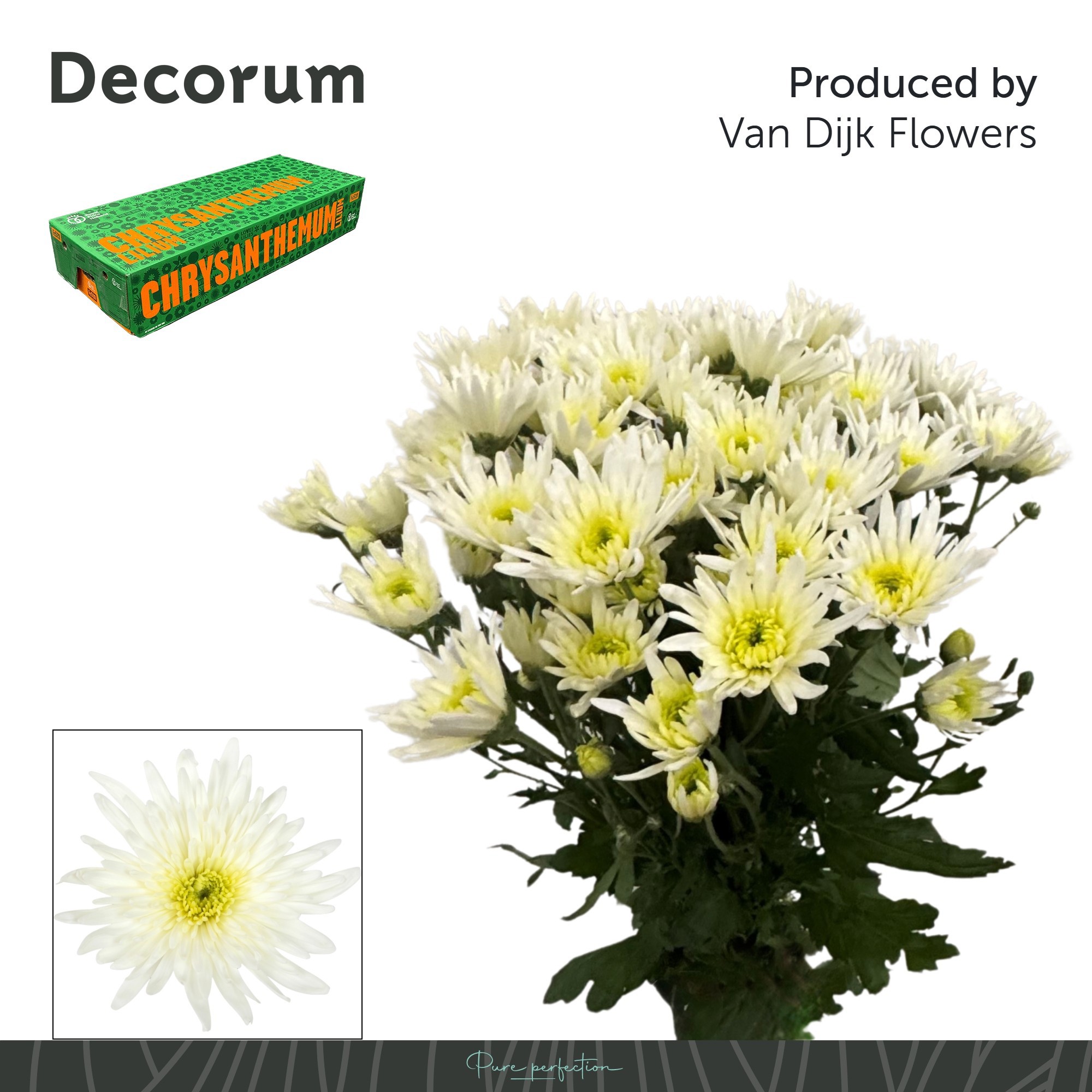Хризантема куст. Делианне Вайт 70, шт.